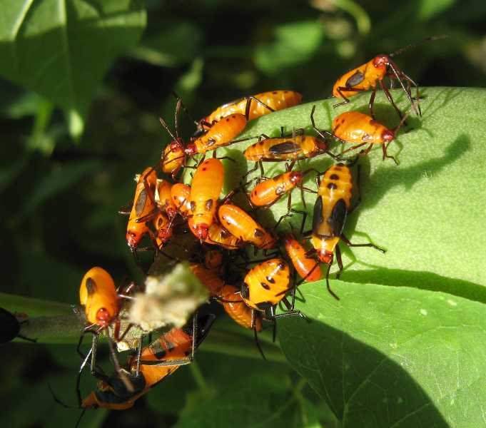 Milkweed bugs